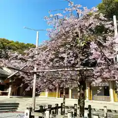 福岡縣護國神社の自然