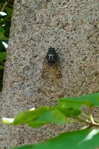石清水八幡宮の動物