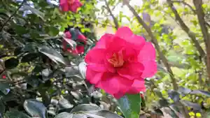 金蛇水神社(宮城県)(2024年11月23日(土) 12時10分54秒投稿)