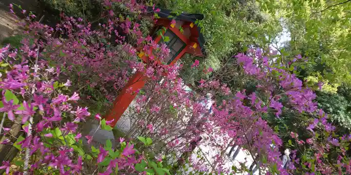 賀茂御祖神社(下鴨神社)の自然