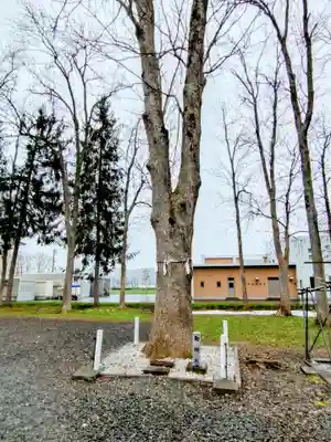 幌加内神社の自然