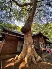 氷川女體神社(埼玉県)