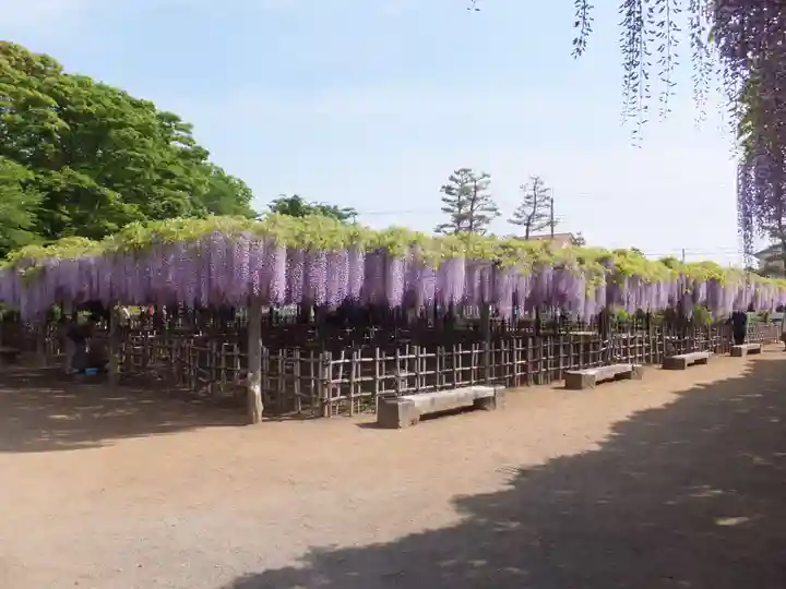 玉敷神社の自然