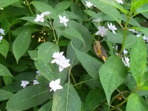 御霊神社の自然