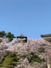 丸岡城八幡神社の自然