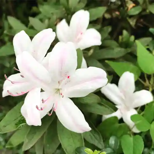豊景神社の自然