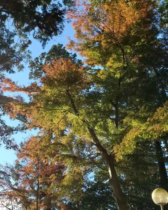 沙沙貴神社の自然