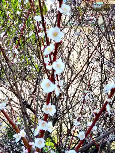 岩国白蛇神社(山口県)