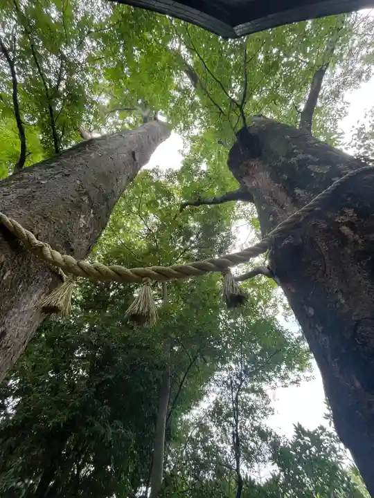 川越氷川神社(埼玉県)