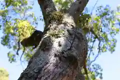 三津厳島神社の自然