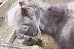 大石神社の動物