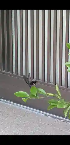 津嶋部神社(大阪府)