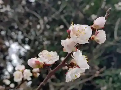 大國魂神社の{uncategorized: "未分類", other: "その他", undefined: "問題あり", building: "その他建物", grave: "お墓", sacred_gate: "鳥居", guardian: "狛犬", statue: "像", buddha: "仏像", history: "歴史", nature: "自然", garden: "庭園", animal: "動物", pagoda: "塔", temizu: "手水舎", mountain_gate: "山門・神門", sanctuary: "本殿・本堂", subordinate: "末社・摂社", art: "芸術", scenery: "景色", jizo: "地蔵", ema: "絵馬", goshuin: "御朱印", omikuji: "おみくじ", items: "授与品その他", amulet: "お守り", goshuincho: "御朱印帳", eats: "食事", festival: "お祭り", votive_dance: "神楽", shichigosan: "七五三参", wedding: "結婚式", experience: "体験その他", initially: "初詣", around: "周辺", anti_infection: "感染症対策"}