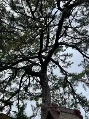 第六天神社の{uncategorized: "未分類", other: "その他", undefined: "問題あり", building: "その他建物", grave: "お墓", sacred_gate: "鳥居", guardian: "狛犬", statue: "像", buddha: "仏像", history: "歴史", nature: "自然", garden: "庭園", animal: "動物", pagoda: "塔", temizu: "手水舎", mountain_gate: "山門・神門", sanctuary: "本殿・本堂", subordinate: "末社・摂社", art: "芸術", scenery: "景色", jizo: "地蔵", ema: "絵馬", goshuin: "御朱印", omikuji: "おみくじ", items: "授与品その他", amulet: "お守り", goshuincho: "御朱印帳", eats: "食事", festival: "お祭り", votive_dance: "神楽", shichigosan: "七五三参", wedding: "結婚式", experience: "体験その他", initially: "初詣", around: "周辺", anti_infection: "感染症対策"}