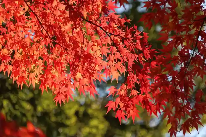 國祖神社の自然