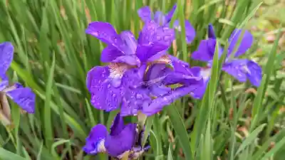 梅宮大社(京都府)