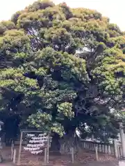 鹿島神社(茨城県)