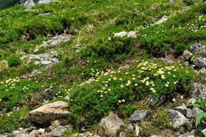 雄山神社峰本社の自然