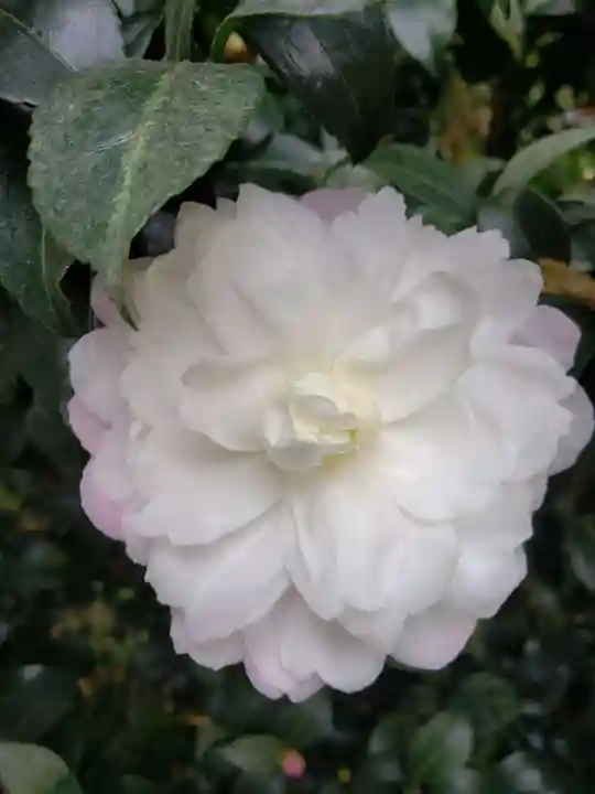 阿佐ヶ谷神明宮(東京都)