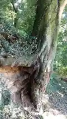 鹿島香取神社の自然