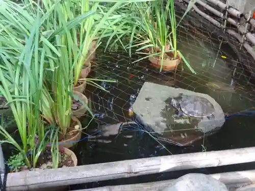葛原岡神社の動物