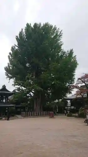 飛騨国分寺の自然