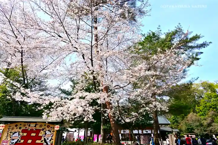 櫻木神社の自然