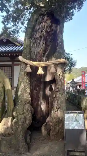 八幡竃門神社の自然