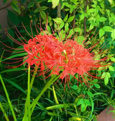 瀧谷不動尊　明王寺の自然