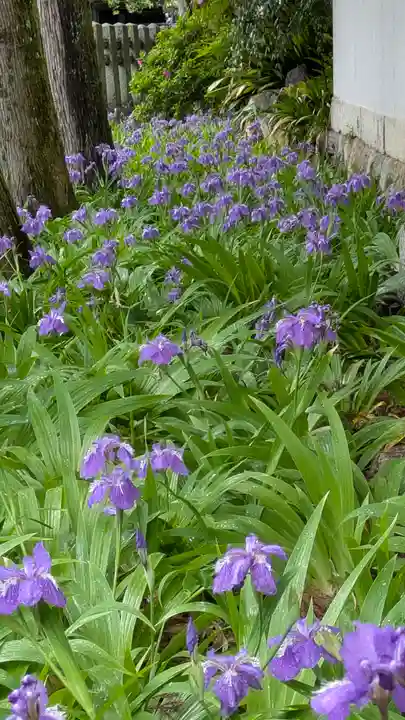 御霊神社(上御霊神社)(京都府)