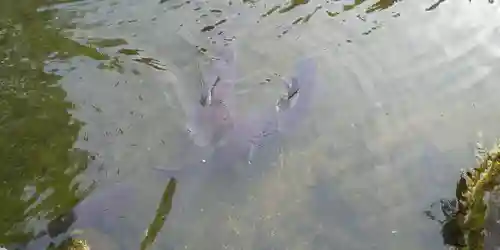 北海道護國神社の動物