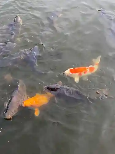 射水神社の動物
