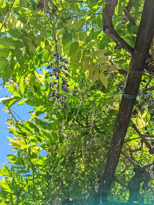 立木神社の自然