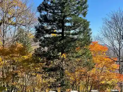 戸隠神社奥社(長野県)