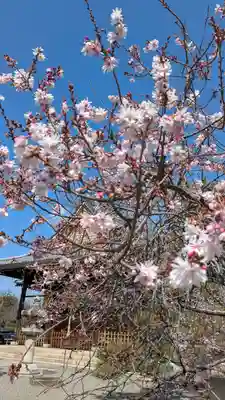 妙蓮寺(京都府)