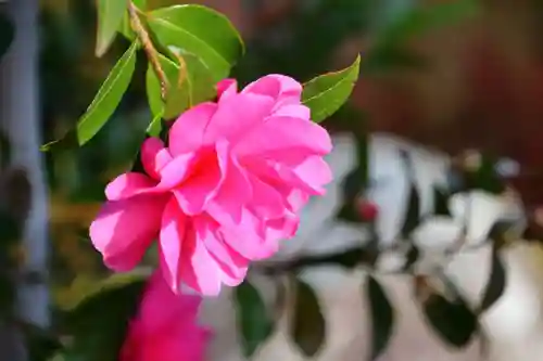 大鏑神社の庭園