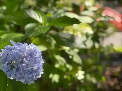 富士山本宮浅間大社(静岡県)