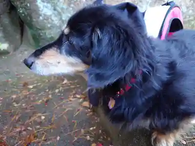 六甲比命大善神社の動物