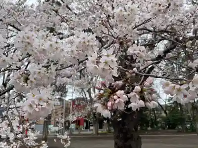 新田稲荷神社の自然