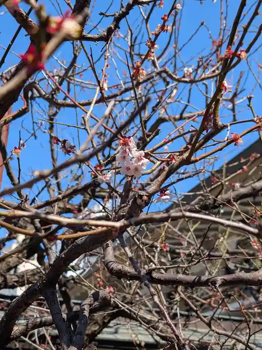 湯島天満宮(東京都)