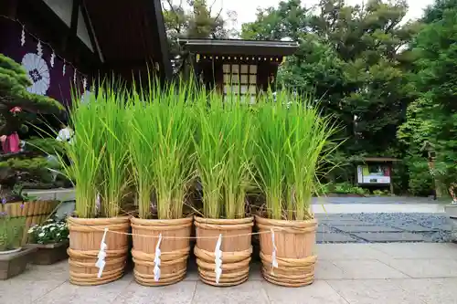 東京大神宮の自然