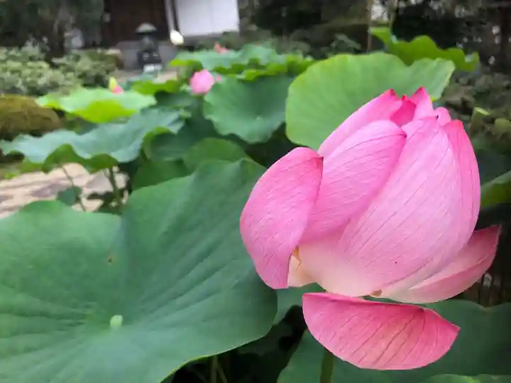 當麻寺西南院の自然