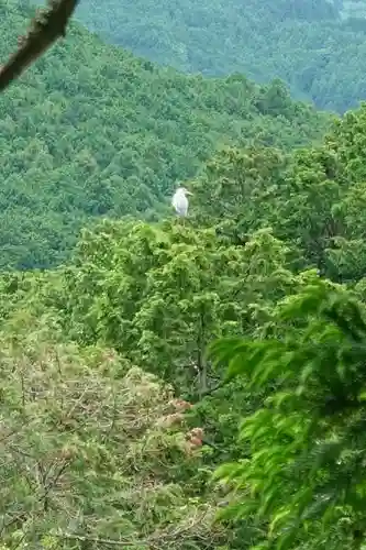 高鴨神社の動物