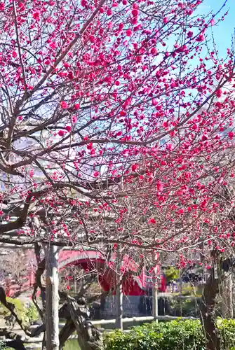亀戸天神社(東京都)