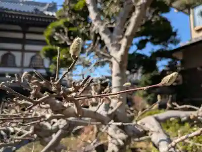 来迎寺(東京都)