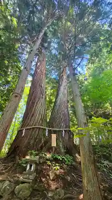戸隠神社火之御子社(長野県)