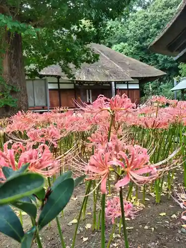 横浜　西方寺の自然