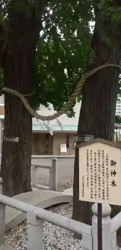 千住神社の自然