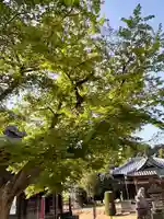 伏木香取神社の自然