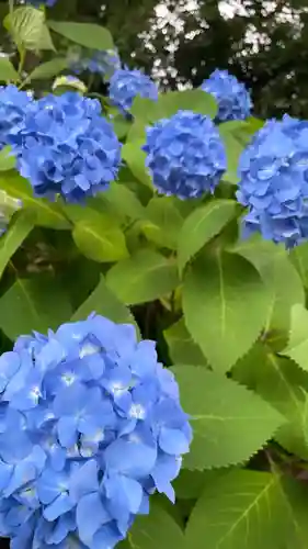柳谷観音　楊谷寺(京都府)